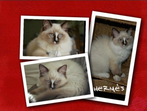 Hermes - Chatterie Ragdolls du Val de Beauvoir